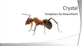  Presentation with ant - PPT theme having ant isolated on white background background and a white colored foreground