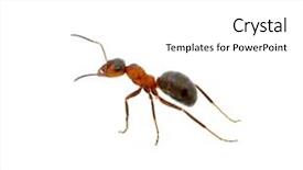  Presentation with ant - Presentation theme enhanced with ant isolated on white background background and a white colored foreground
