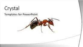  Presentation with ant - Amazing presentation having ant isolated on white background backdrop and a white colored foreground