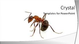  Presentation with ant - Cool new theme with ant isolated on white background backdrop and a white colored foreground