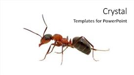  Presentation with ant - Audience pleasing PPT theme consisting of ant isolated on white background backdrop and a white colored foreground