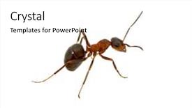 Presentation with ant - Slide deck enhanced with ant isolated on white background background and a white colored foreground