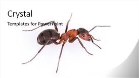  Presentation with ant - Beautiful presentation featuring ant isolated on white background backdrop and a white colored foreground