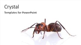  Presentation with ant - PPT theme having ant isolated on white background background and a white colored foreground