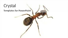  Presentation with ant - Audience pleasing PPT theme consisting of aerial view of tehran city against blue sky with fluffy white clouds shot above milad tower backdrop and a tawny brown colored foreground