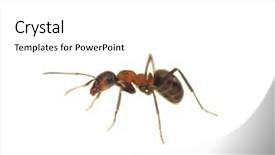  Presentation with ant - Amazing theme having ant isolated on white background backdrop and a white colored foreground