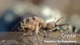  Presentation with insect - Presentation featuring ant-lion-insect-in-natural background and a violet colored foreground