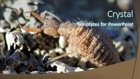  Presentation with ant - Presentation theme consisting of ant-lion-insect-in-natural background and a tawny brown colored foreground