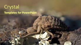  Presentation with ant - Slide set consisting of ant-lion-insect-in-natural background and a violet colored foreground