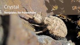  Presentation with insect - PPT theme with ant-lion-insect-in-natural background and a coral colored foreground