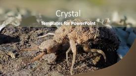  Presentation with ant - Audience pleasing presentation consisting of ant-lion-insect-in-natural backdrop and a coral colored foreground