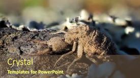  Presentation with ant - Slide deck enhanced with ant-lion-insect-in-natural background and a tawny brown colored foreground