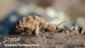  Presentation with ant - Amazing PPT theme having ant-lion-insect-in-natural backdrop and a violet colored foreground