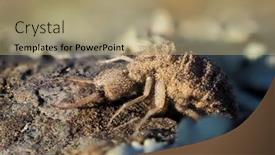  Presentation with ant - Slide deck featuring ant-lion-insect-in-natural background and a coral colored foreground