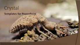  Presentation with ant - Slide deck featuring ant-lion-insect-in-natural background and a coral colored foreground