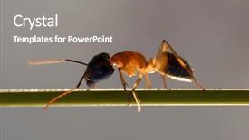  Presentation with ant - Audience pleasing slide set consisting of ant macro backdrop and a  colored foreground