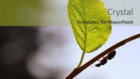  Presentation with ant - PPT theme featuring ant-walking-on-the-tree background and a gold colored foreground