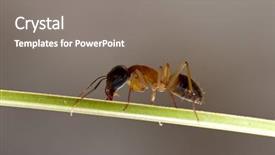  Presentation with ant - Slide deck featuring ant background and a  colored foreground