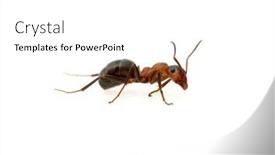  Presentation with ant - Amazing slides having ant backdrop and a white colored foreground