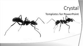  Presentation with ant - Audience pleasing presentation consisting of ant backdrop and a white colored foreground