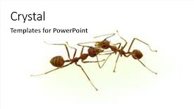  Presentation with ant - Presentation theme featuring ant background and a  colored foreground
