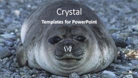  Presentation with south beach - Theme consisting of antarctica-south-georgia-island-weddell background and a gray colored foreground