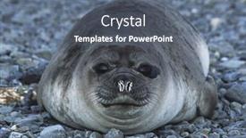  Presentation with south beach - Presentation featuring antarctica-south-georgia-island-weddell background and a gray colored foreground