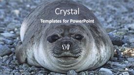  Presentation with south beach - Audience pleasing slide deck consisting of antarctica-south-georgia-island-weddell backdrop and a gray colored foreground