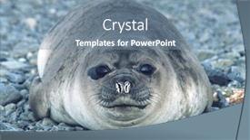  Presentation with south beach - Slides with antarctica-south-georgia-island-weddell background and a seafoam green colored foreground