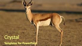  Presentation with kalahari - Amazing presentation design having antelope antidorcas marsupialis kalahari desert backdrop and a tawny brown colored foreground