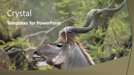  Presentation with trees - PPT theme with antelope-feeding-from-trees background and a  colored foreground