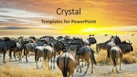  Presentation with nilgai antelope - Beautiful slide deck featuring antelope gnu backdrop and a yellow colored foreground