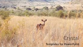  Presentation with grazing - PPT theme consisting of antelope-grazing-the-african-plain background and a coral colored foreground