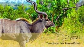  Presentation with africa tourism - Cool new slide set with antelope-kudu-a-beautiful backdrop and a yellow colored foreground