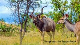  Presentation with herbivore - Slide deck with antelope-kudu-a-beautiful background and a yellow colored foreground