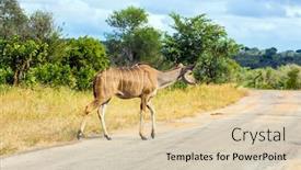  Presentation with africa tourism - Amazing PPT theme having antelope-kudu-african-species backdrop and a lemonade colored foreground