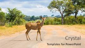  Presentation with herbivore - Audience pleasing presentation theme consisting of antelope-kudu-large-ungulates-beautiful backdrop and a lemonade colored foreground