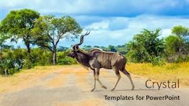  Presentation with herbivore - Amazing presentation theme having antelope-kudu-large-ungulates-graze backdrop and a coral colored foreground