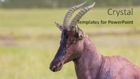  Presentation with herbivore - Amazing presentation design having antelope roan beautiful proud herbivore backdrop and a mint green colored foreground