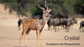  Presentation with south africa - Audience pleasing presentation theme consisting of antelope tragelaphus strepsiceros kalahari desert backdrop and a coral colored foreground