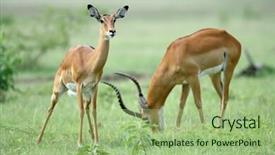  Presentation with wildlife - Beautiful PPT theme featuring antelopes - african wildlife background backdrop and a  colored foreground