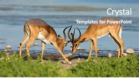  Presentation with national - PPT layouts enhanced with antelopes aepyceros melampus fighting etosha background and a seafoam green colored foreground