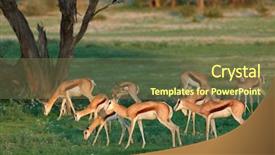  Presentation with kalahari - Beautiful slides featuring antelopes antidorcas marsupialis in natural backdrop and a  colored foreground
