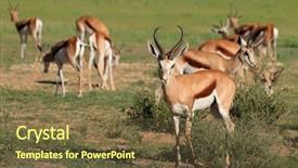  Presentation with kalahari - Audience pleasing presentation theme consisting of antelopes antidorcas marsupialis in natural backdrop and a tawny brown colored foreground
