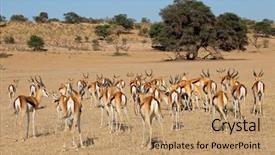  Presentation with kalahari - Cool new presentation theme with antelopes antidorcas marsupialis kalahari desert backdrop and a  colored foreground