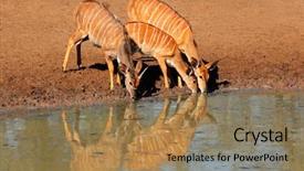  Presentation with drinking water - Amazing PPT theme having antelopes tragelaphus angasii drinking water backdrop and a coral colored foreground