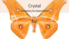  Presentation with moth - Cool new slide set with antheraea godmani moth isolated backdrop and a yellow colored foreground