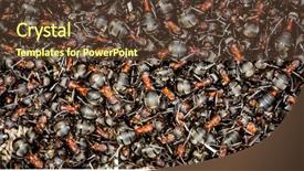  Presentation with ants - Colorful slide set enhanced with anthill with ants - natural background backdrop and a tawny brown colored foreground