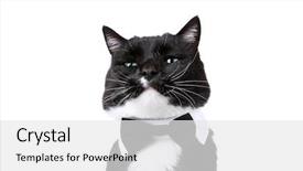  Presentation with white black grafitti - Amazing presentation having bowties - black and white tuxedo cat backdrop and a white colored foreground