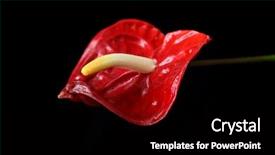  Presentation with black pediatrics evaluation - Presentation enhanced with anthurium flower on black background and a black colored foreground
